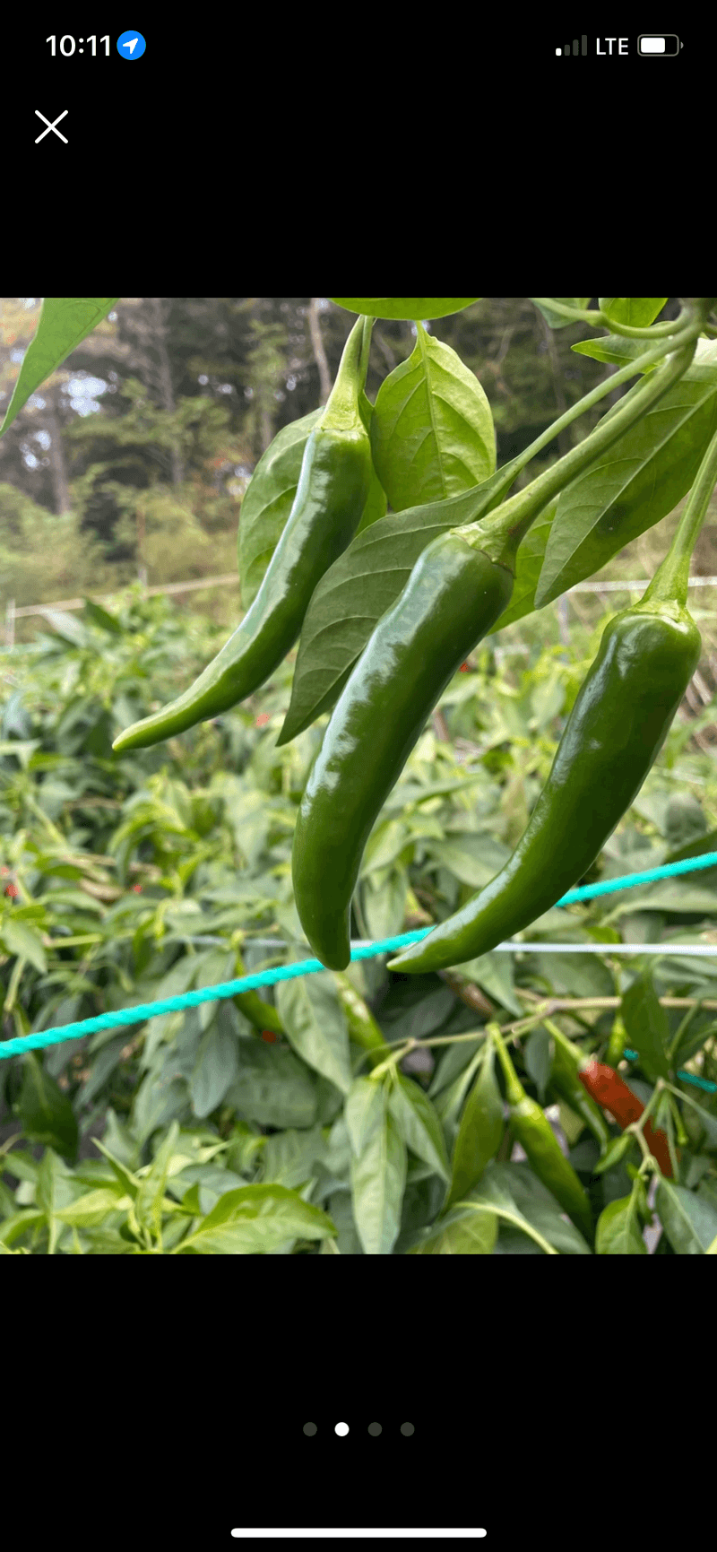 호동댁님의 장터 판매 상품 [// 비타민풋고추 3키로 //] 첨부 사진