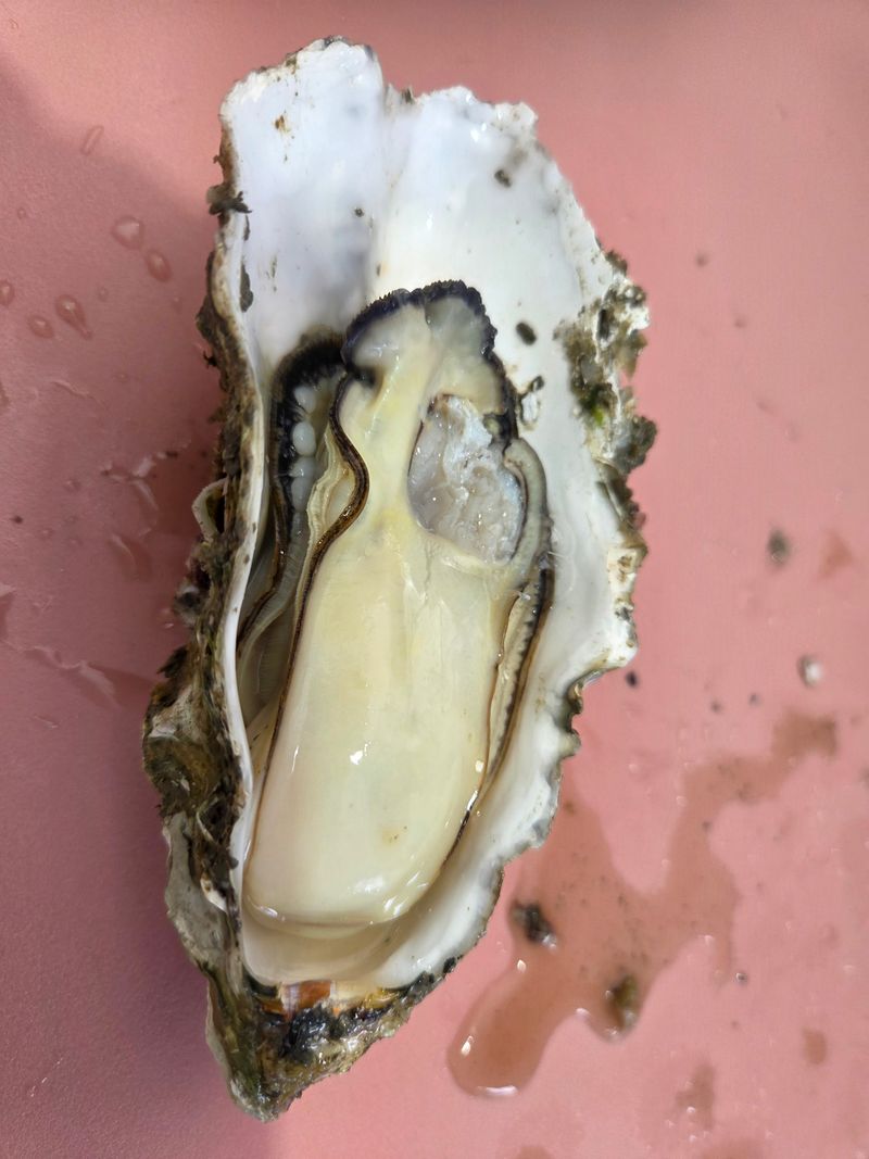 김진국님의 장터 판매 상품 [(산지직송)완도 석화포 길이 15cm 중량 300g 이상 2년산 프리미엄석화 10kg] 첨부 사진