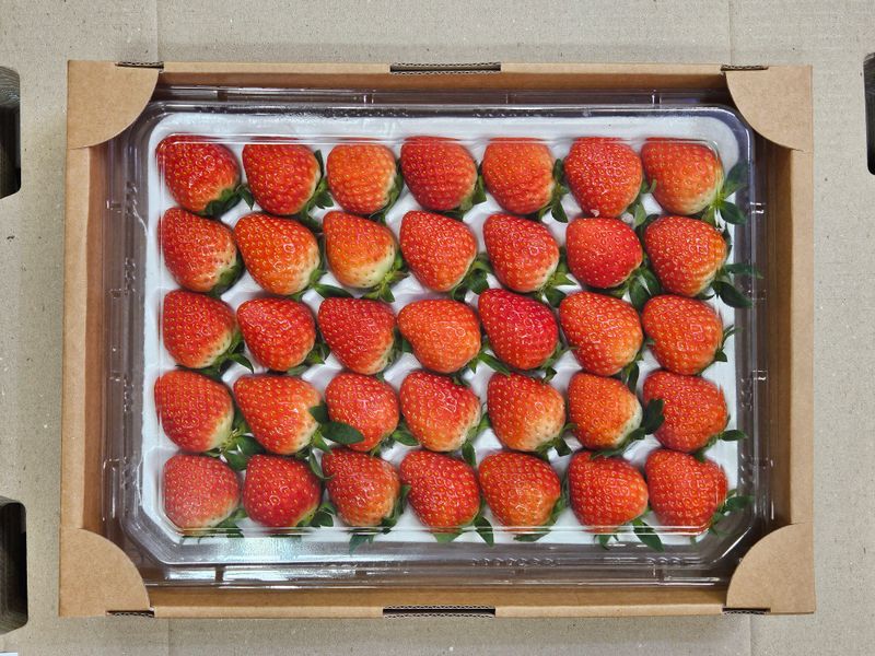 안성화님의 장터 판매 상품 [산청 설향 딸기 1kg] 첨부 사진