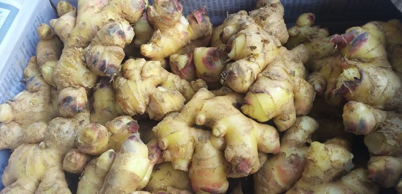 농부의딸램님의 장터 판매 상품 [토종생강(조선생강), 개량종생강] 첨부 사진