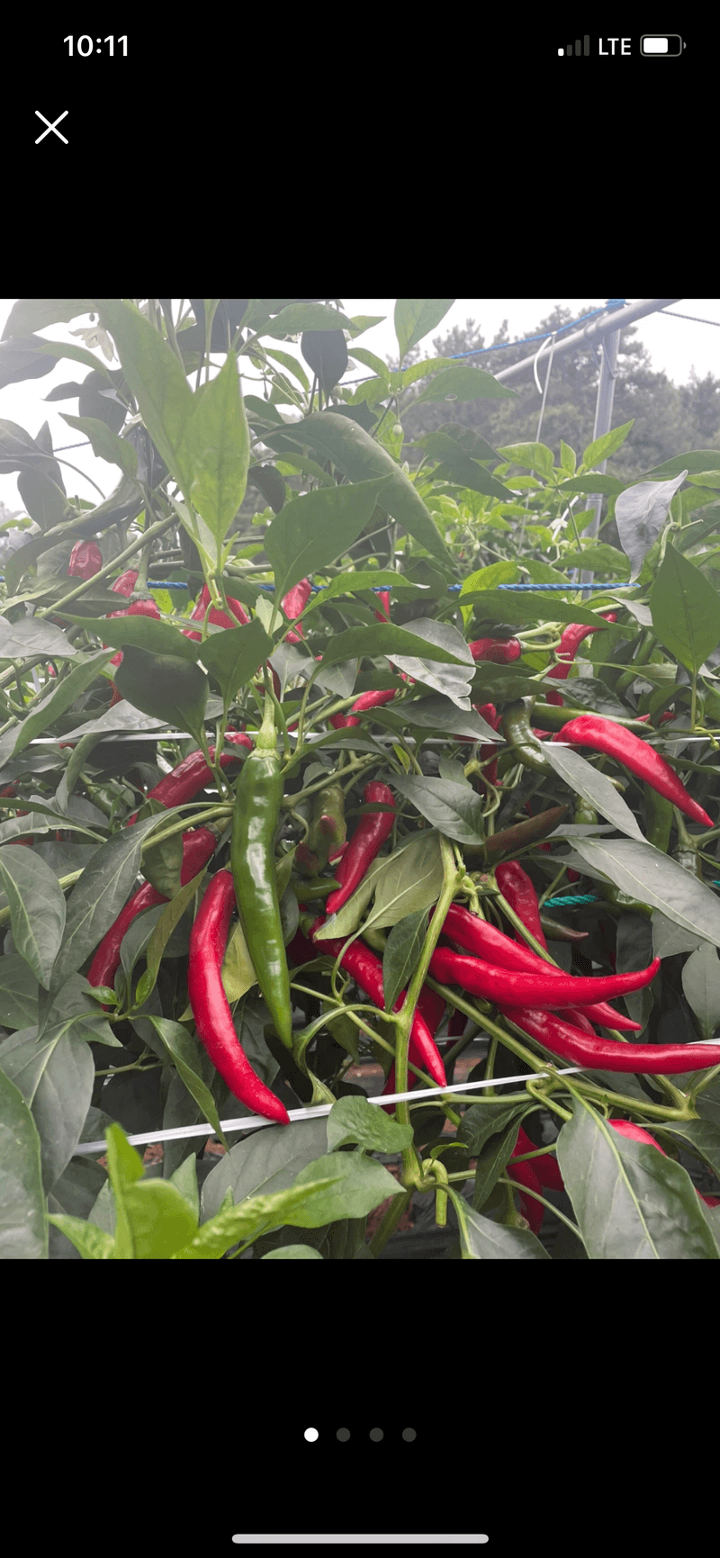 호동댁님의 장터 판매 상품 [// 비타민풋고추 3키로 //] 첨부 사진