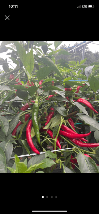 호동댁님의 작성글 사진