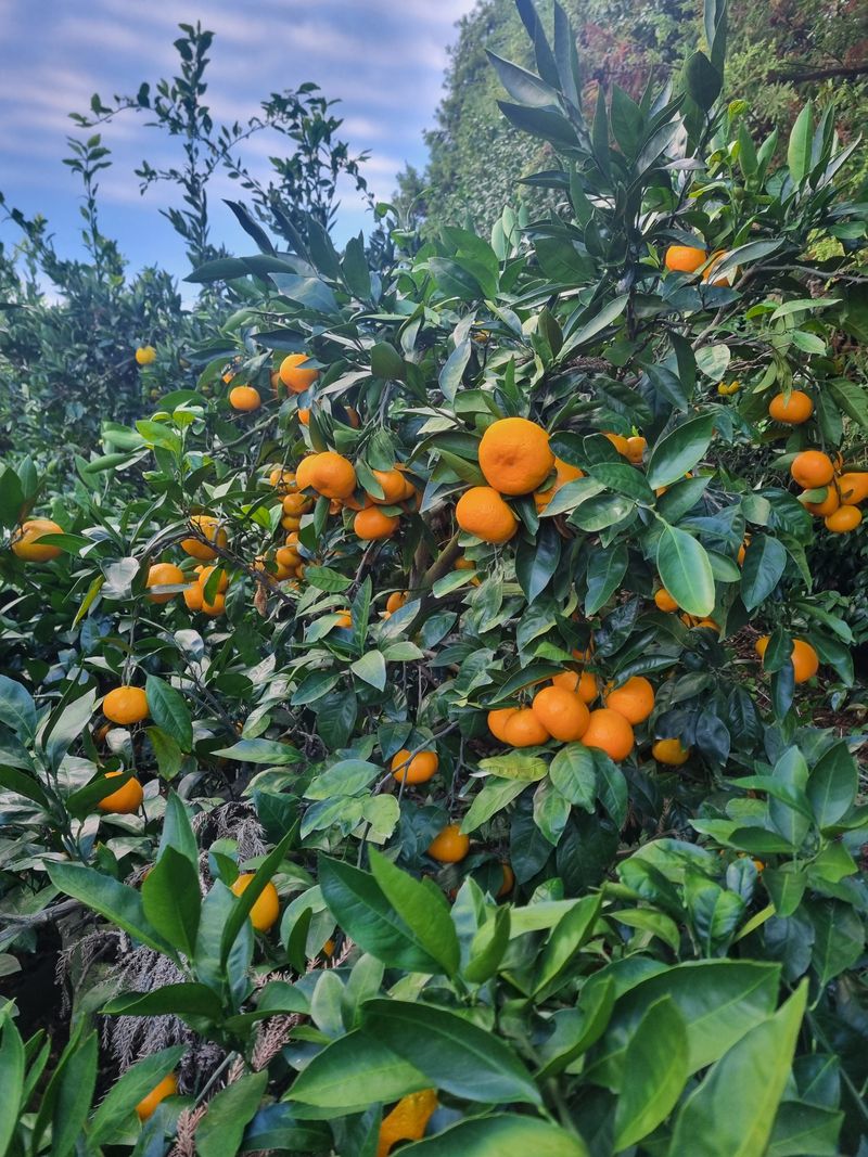 부금리(금강농원)님의 장터 판매 상품 [극조생귤 (왕빵귤)] 첨부 사진