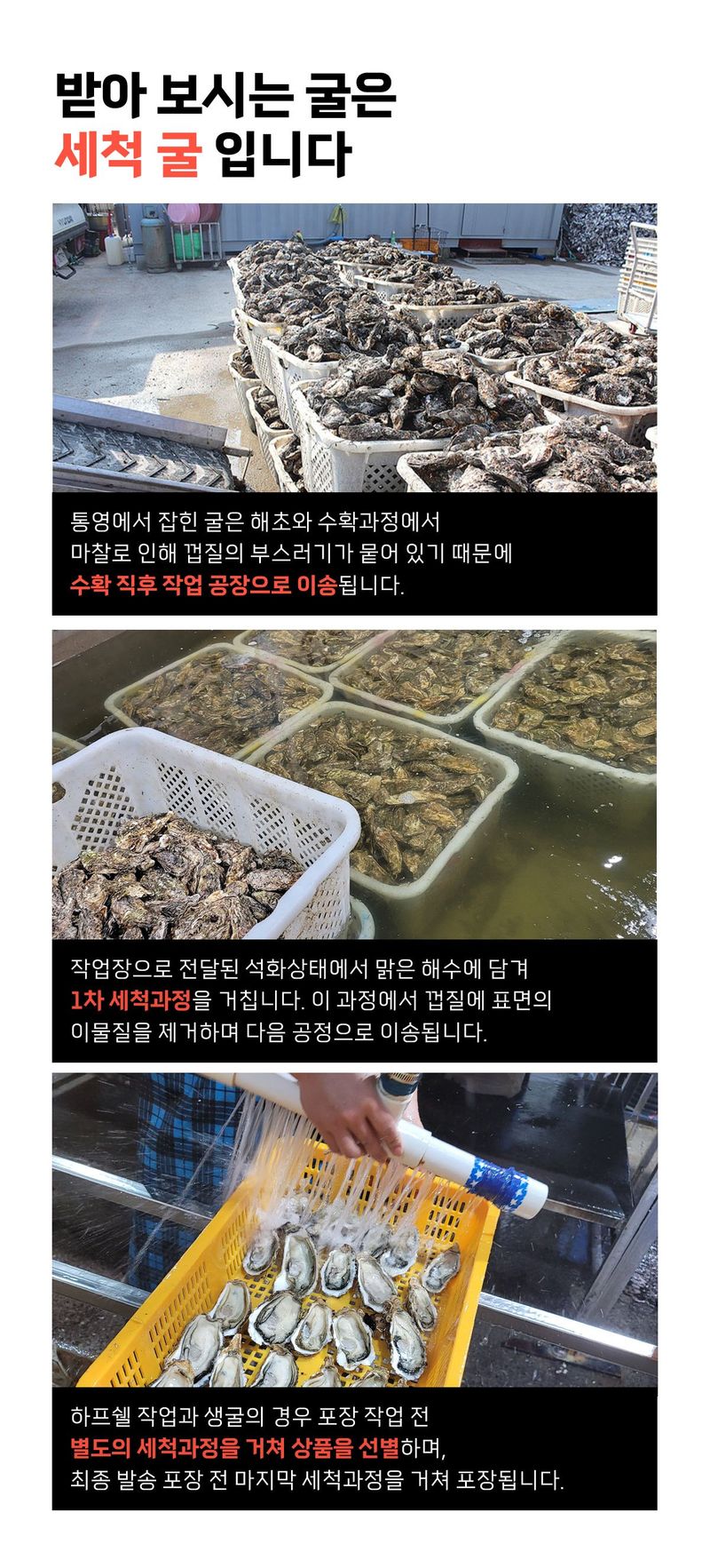 스피드번님의 장터 판매 상품 [국내산 통영 생굴] 첨부 사진