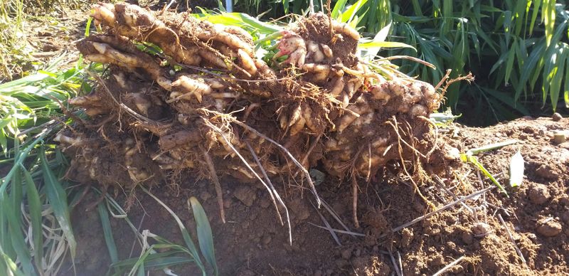 농부의딸램님의 장터 판매 상품 [토종생강(조선생강), 개량종생강] 첨부 사진