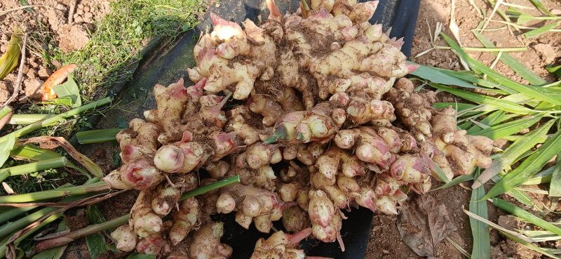 농부의딸램님의 장터 판매 상품 [토종생강(조선생강), 개량종생강] 첨부 사진