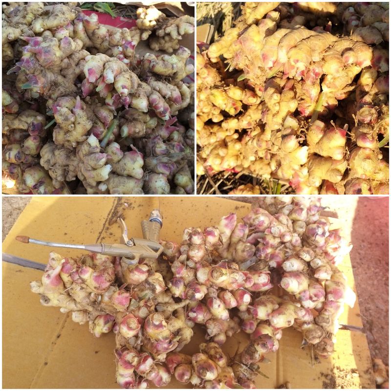 농부의딸램님의 장터 판매 상품 [토종생강(조선생강), 개량종생강] 첨부 사진