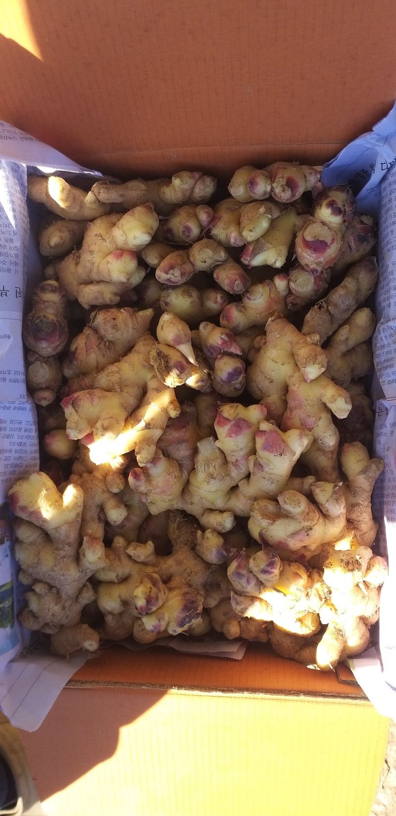 농부의딸램님의 장터 판매 상품 [토종생강(조선생강), 개량종생강] 첨부 사진