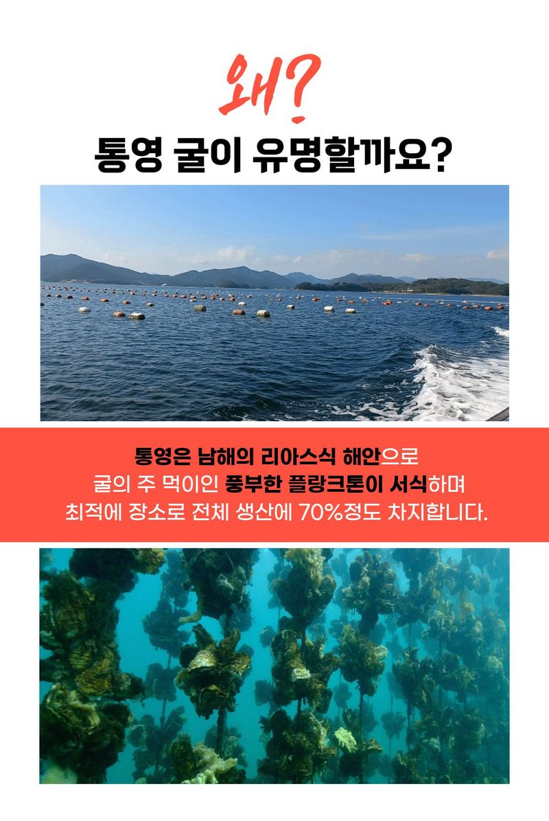 스피드번님의 장터 판매 상품 [국내산 통영 생굴] 첨부 사진