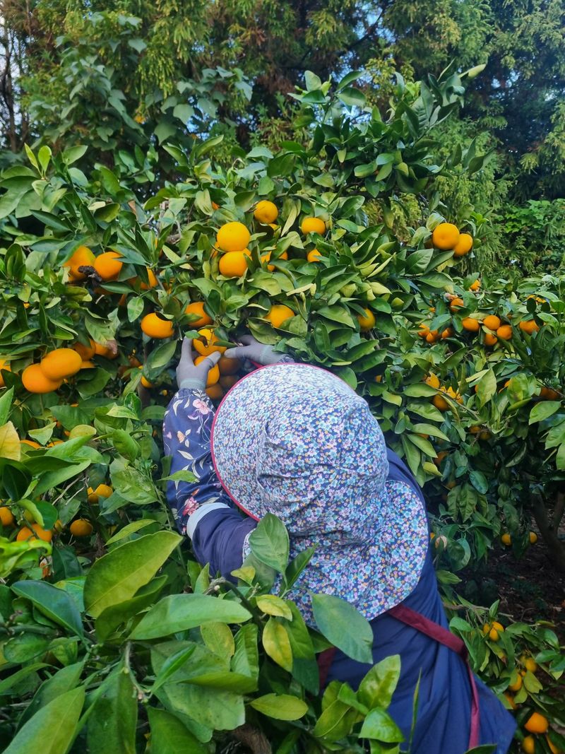 부금리(금강농원)님의 장터 판매 상품 [극조생귤 (왕빵귤)] 첨부 사진