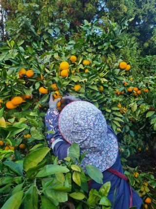 부금리(금강농원)님의 작성글 사진