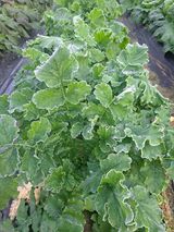 팜모닝 자유주제·자유게시판 게시글 이미지