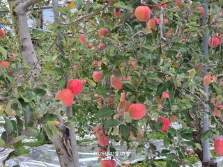 화성농원님의 자유주제 · 자유게시판 작성글 사진