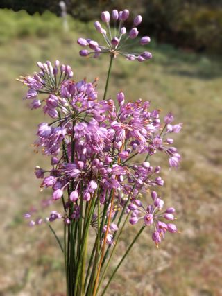 연향님의 자유주제 · 자유게시판 작성글 사진