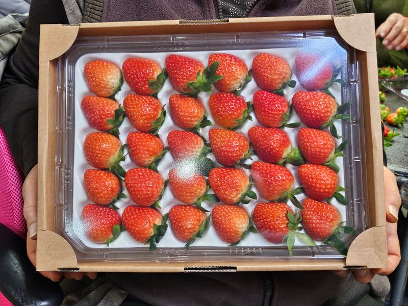 안성화님의 장터 판매 상품 [산청 설향 딸기 1kg] 첨부 사진