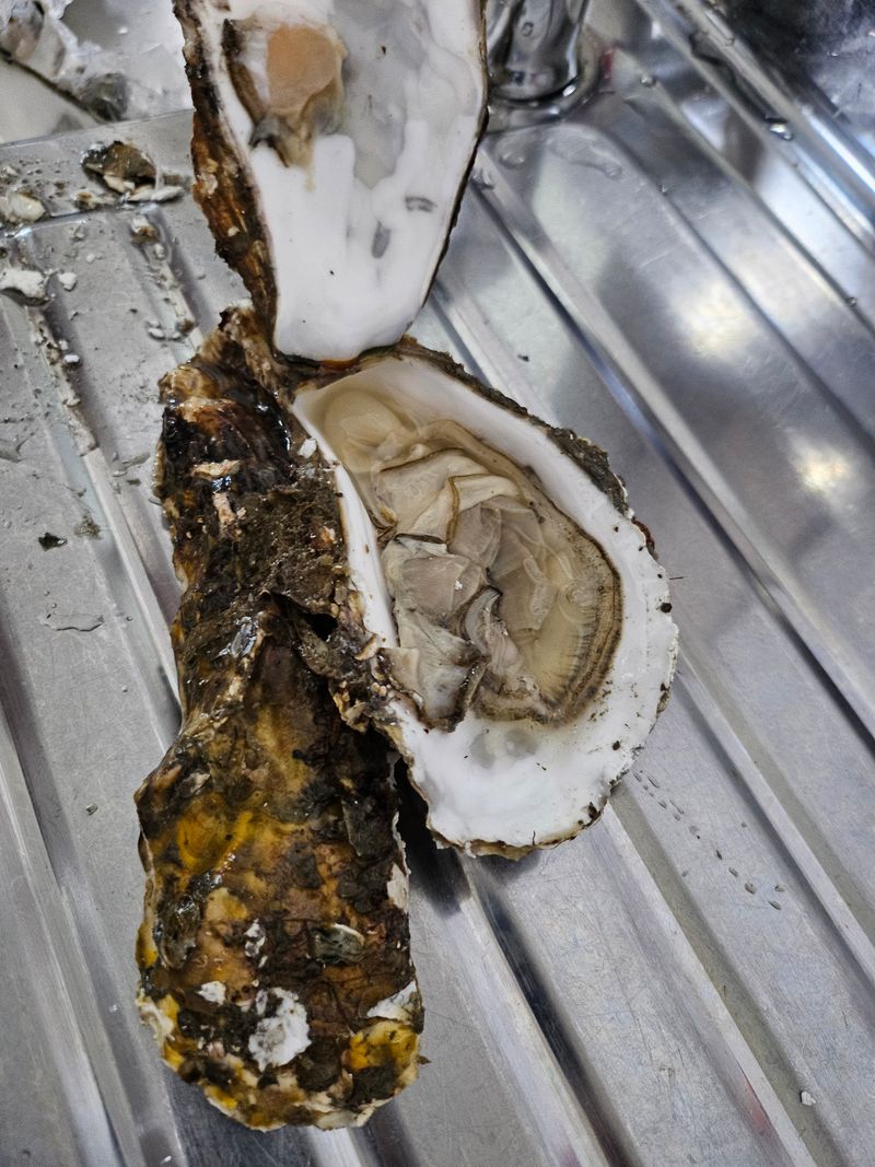 김진국님의 장터 판매 상품 [(산지직송)완도 석화포 길이 15cm 중량 300g 이상 2년산 프리미엄석화 10kg] 첨부 사진