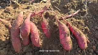 황규복(달구지)님의 자유주제 · 자유게시판 작성글 사진