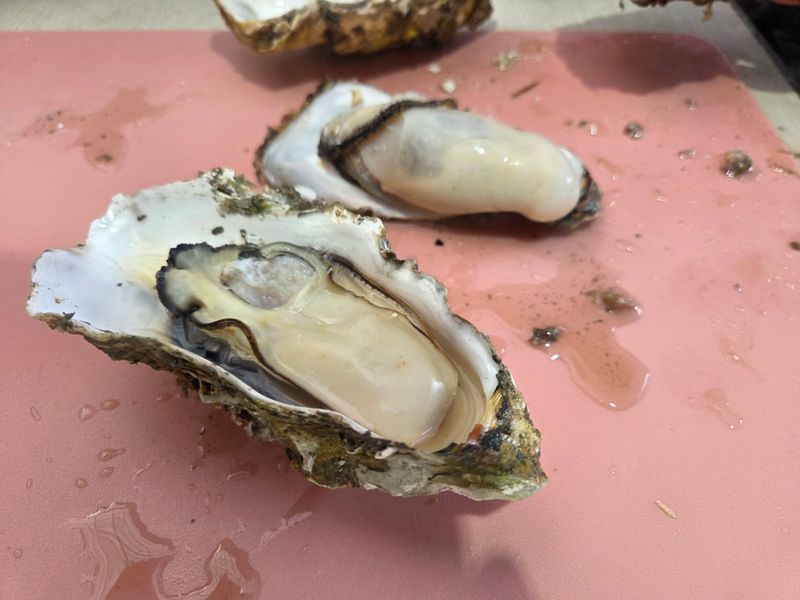 김진국님의 장터 판매 상품 [(산지직송)완도 석화포 길이 15cm 중량 300g 이상 2년산 프리미엄석화 10kg] 첨부 사진