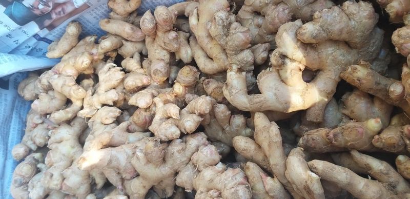 농부의딸램님의 장터 판매 상품 [토종생강(조선생강), 개량종생강] 첨부 사진