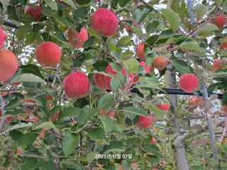 화성농원님의 자유주제 · 자유게시판 작성글 사진