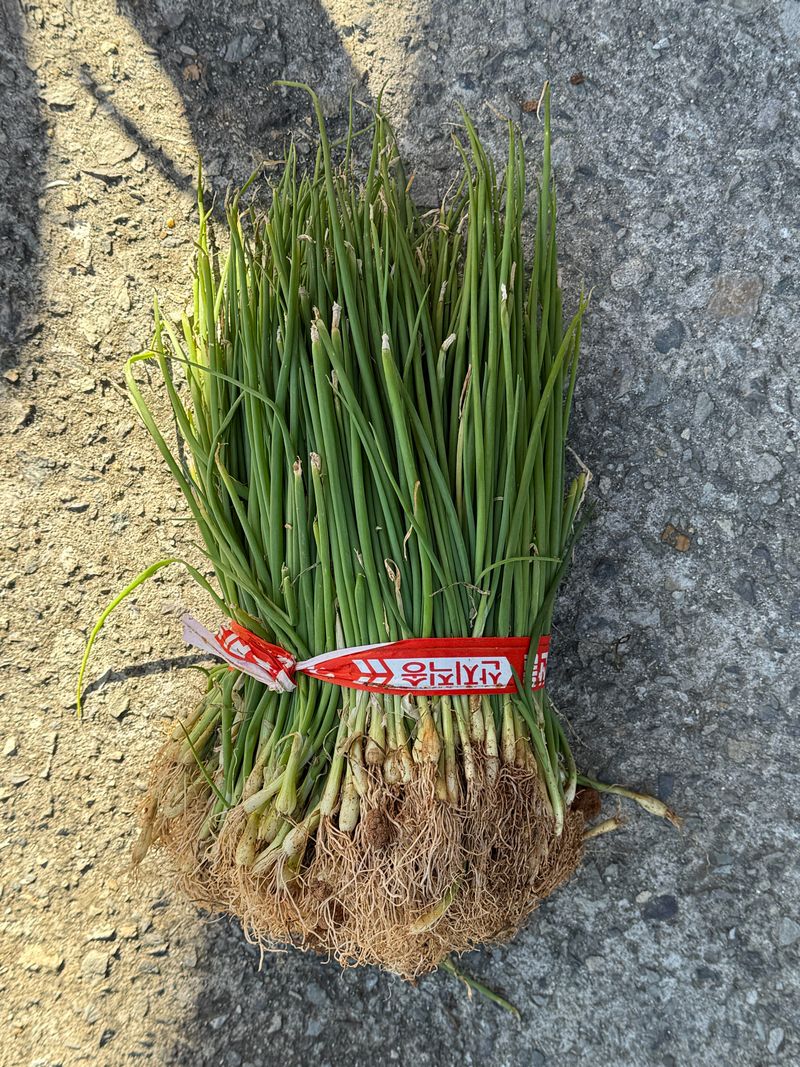 이영민님의 장터 판매 상품 [양파 종자 모종 1단] 첨부 사진