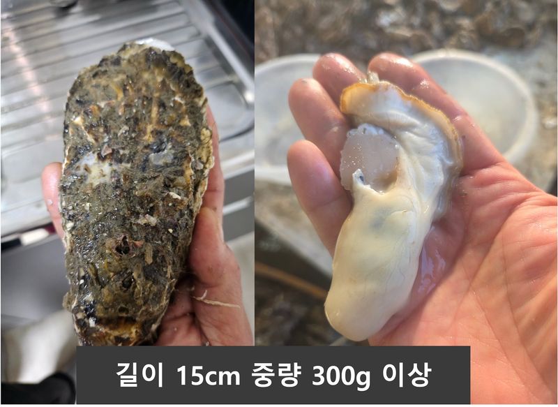 장터 상품 [(산지직송)완도 석화포 길이 15cm 중량 300g 이상 2년산 프리미엄석화 10kg] 썸네일