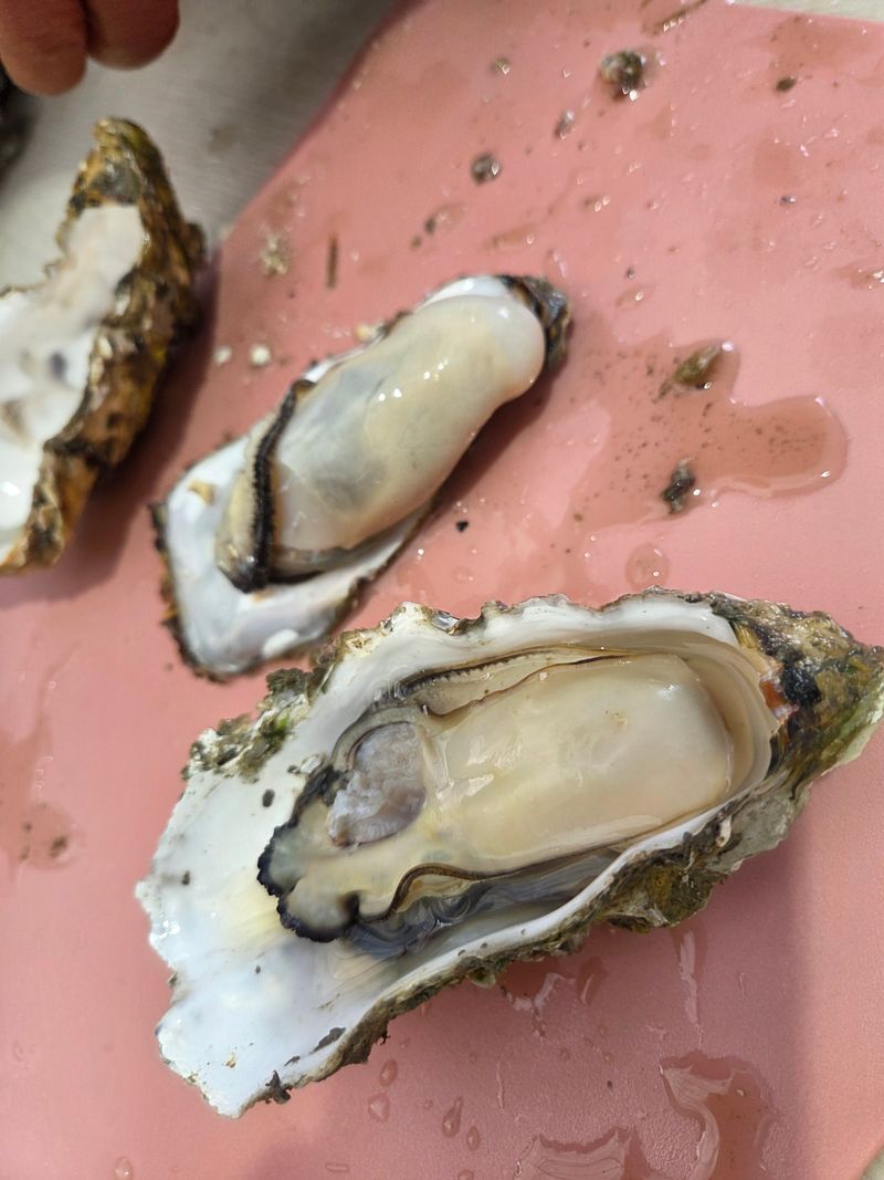 김진국님의 장터 판매 상품 [(산지직송)완도 석화포 길이 15cm 중량 300g 이상 2년산 프리미엄석화 10kg] 첨부 사진