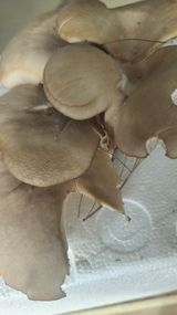 팜모닝 자유주제·자유게시판 게시글 이미지