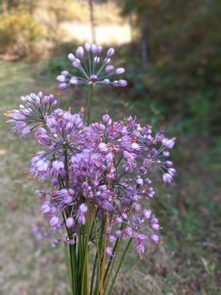 연향님의 자유주제 · 자유게시판 작성글 사진