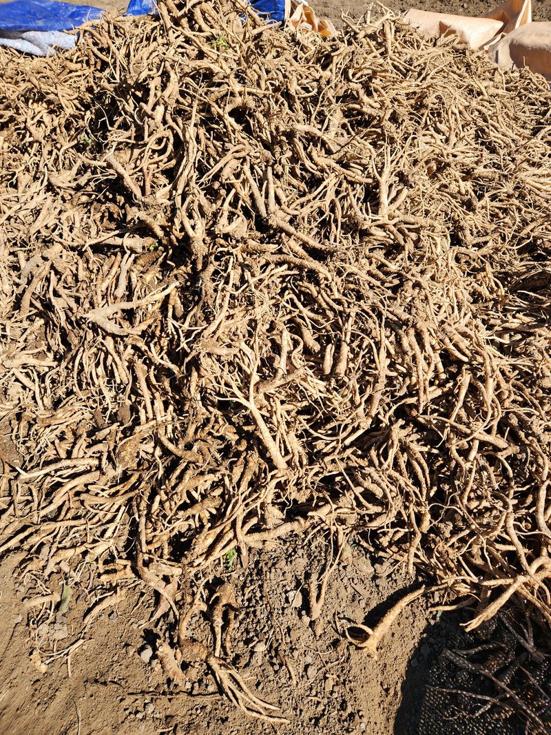 윤미선(농경채인증님의 장터 판매 상품 [도라지 4키로 ] 첨부 사진