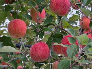 화성농원님의 자유주제 · 자유게시판 작성글 사진