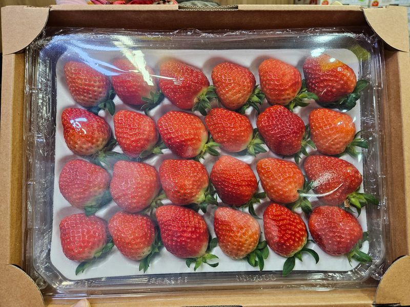 안성화님의 장터 판매 상품 [산청 설향 딸기 1kg] 첨부 사진