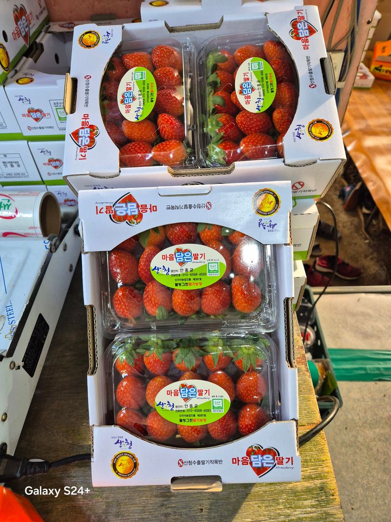 안성화님의 장터 판매 상품 [산청 설향 딸기 1kg] 첨부 사진