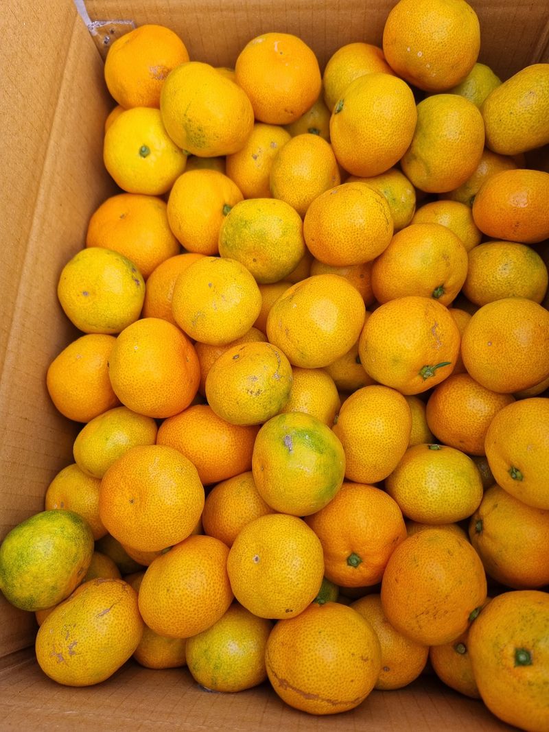 부금리(금강농원)님의 장터 판매 상품 [극조생귤 (왕빵귤)] 첨부 사진