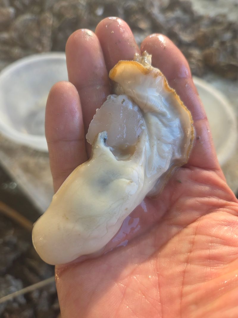 김진국님의 장터 판매 상품 [(산지직송)완도 석화포 길이 15cm 중량 300g 이상 2년산 프리미엄석화 10kg] 첨부 사진