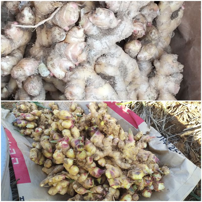 농부의딸램님의 장터 판매 상품 [토종생강(조선생강), 개량종생강] 첨부 사진