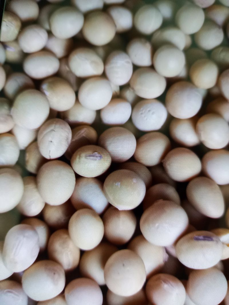 정연실님의 장터 판매 상품 [메주콩] 첨부 사진