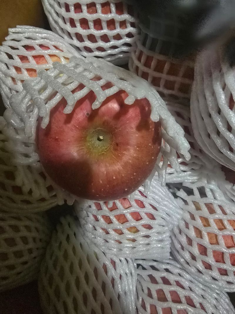 사과청일농원🍎님의 장터 판매 상품 [청송흠집사과10kg ] 첨부 사진