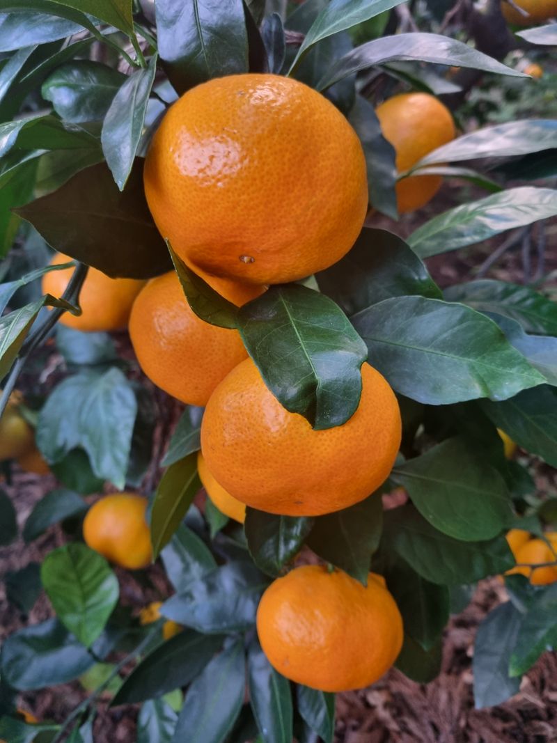 부금리(금강농원)님의 장터 판매 상품 [극조생귤 (왕빵귤)] 첨부 사진