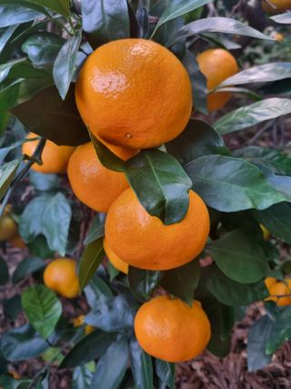 부금리(금강농원)님의 작성글 사진