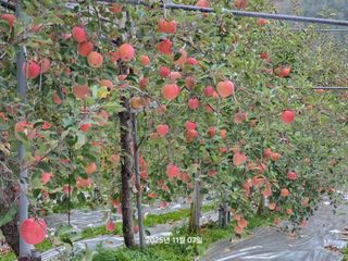 화성농원님의 자유주제 · 자유게시판 작성글 사진