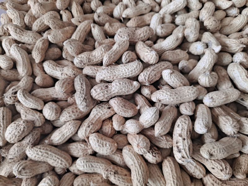 횡성농원님의 장터 판매 상품 [자색땅콩 1kg] 첨부 사진