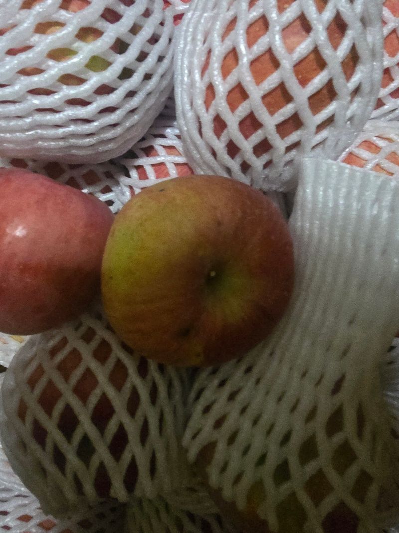 사과청일농원🍎님의 장터 판매 상품 [청송흠집사과10kg ] 첨부 사진