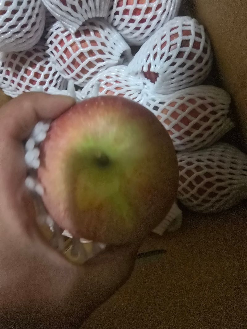 사과청일농원🍎님의 장터 판매 상품 [청송흠집사과10kg ] 첨부 사진