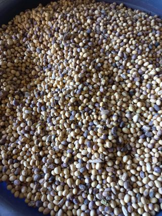 심무재 님의 농사, 무엇이든 물어보세요! · 참여글 작성글 사진