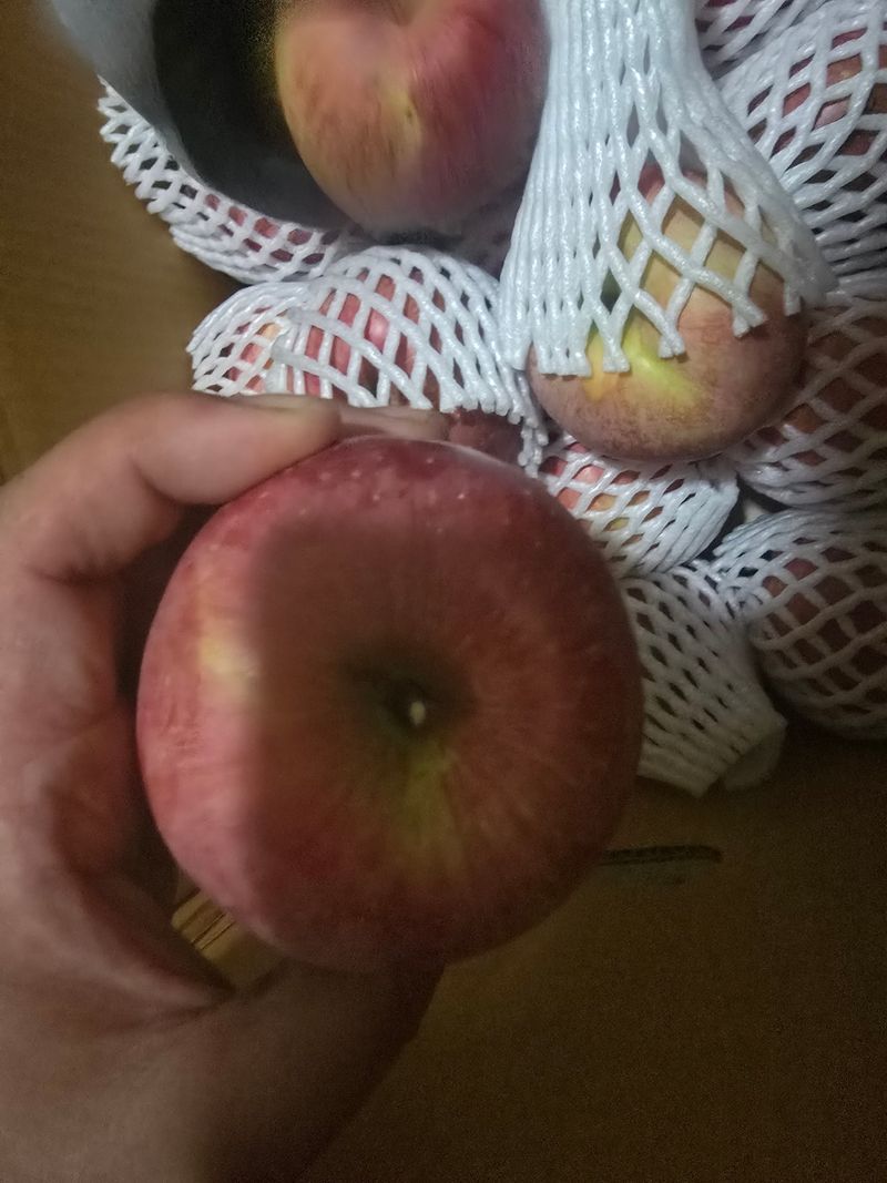 사과청일농원🍎님의 장터 판매 상품 [청송흠집사과10kg ] 첨부 사진
