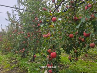 화성농원님의 자유주제 · 자유게시판 작성글 사진