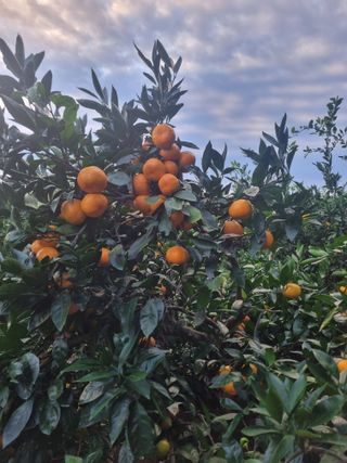 부금리(금강농원)님의 작성글 사진