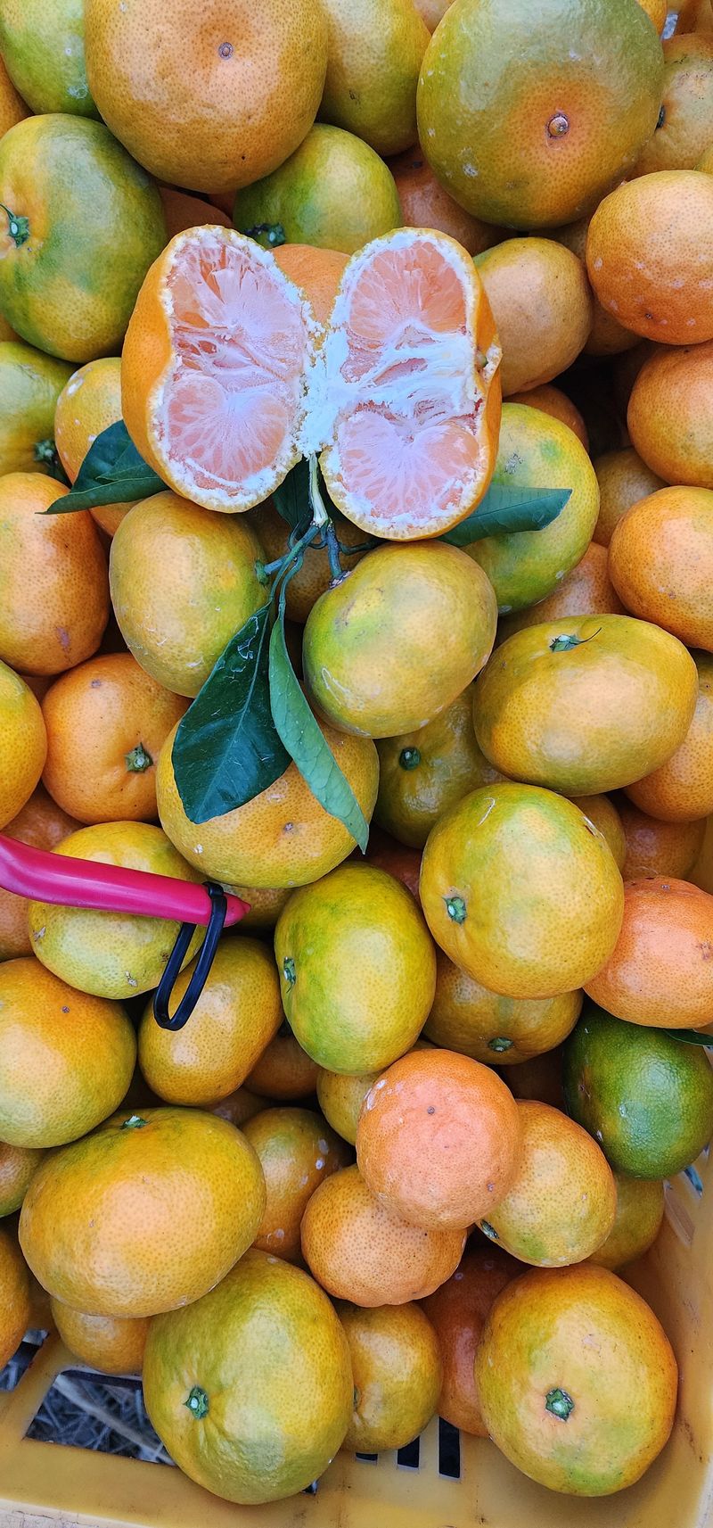 장터 상품 [저장 노지 감귤 10kg. ] 썸네일