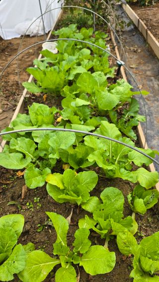 작은꽃밭님의 자유주제 · 자유게시판 작성글 사진